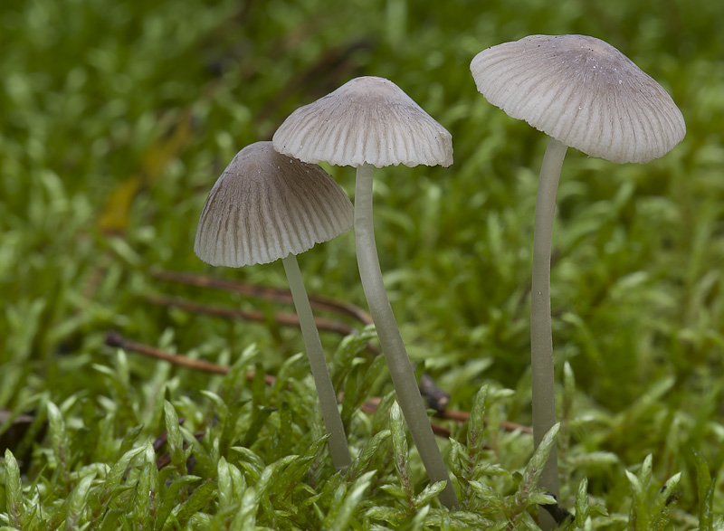 Mycena capillaripes